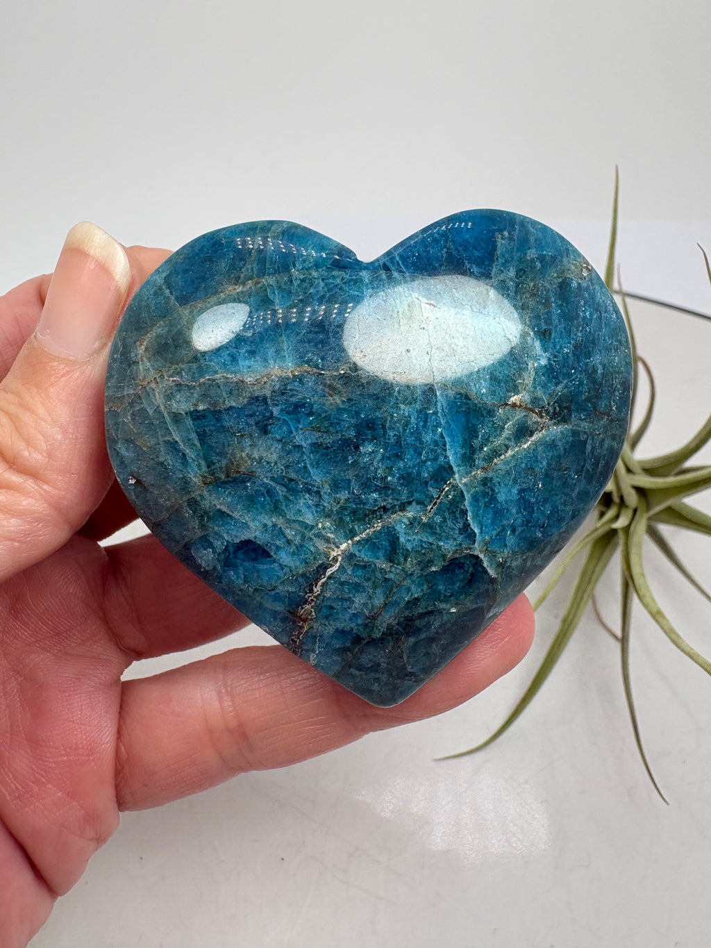 Corazón de apatito azul - foto 6