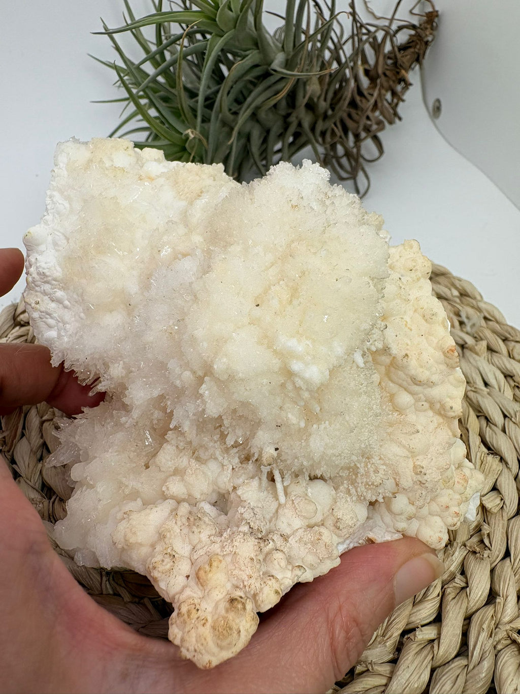 Aragonito coraloide natural para colección