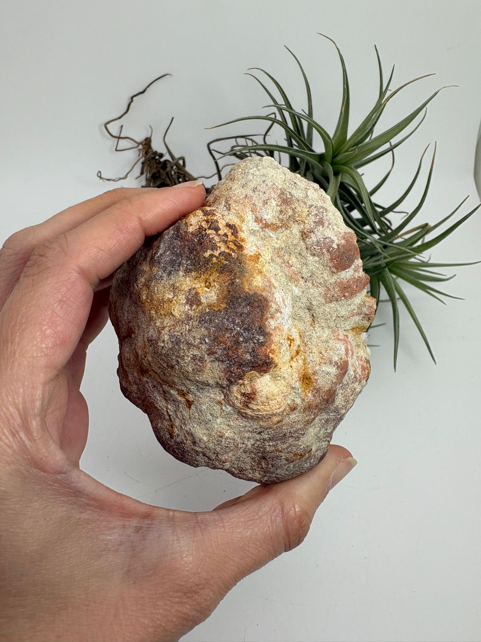 Geoda de amatista rosa de Argentina