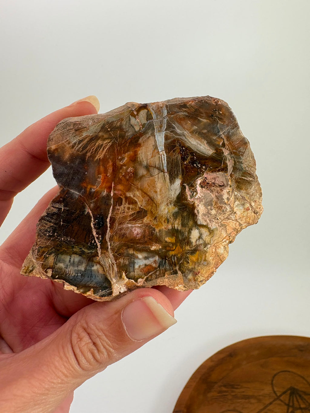 Xilópalo Natural Pulido – Madera Fosilizada