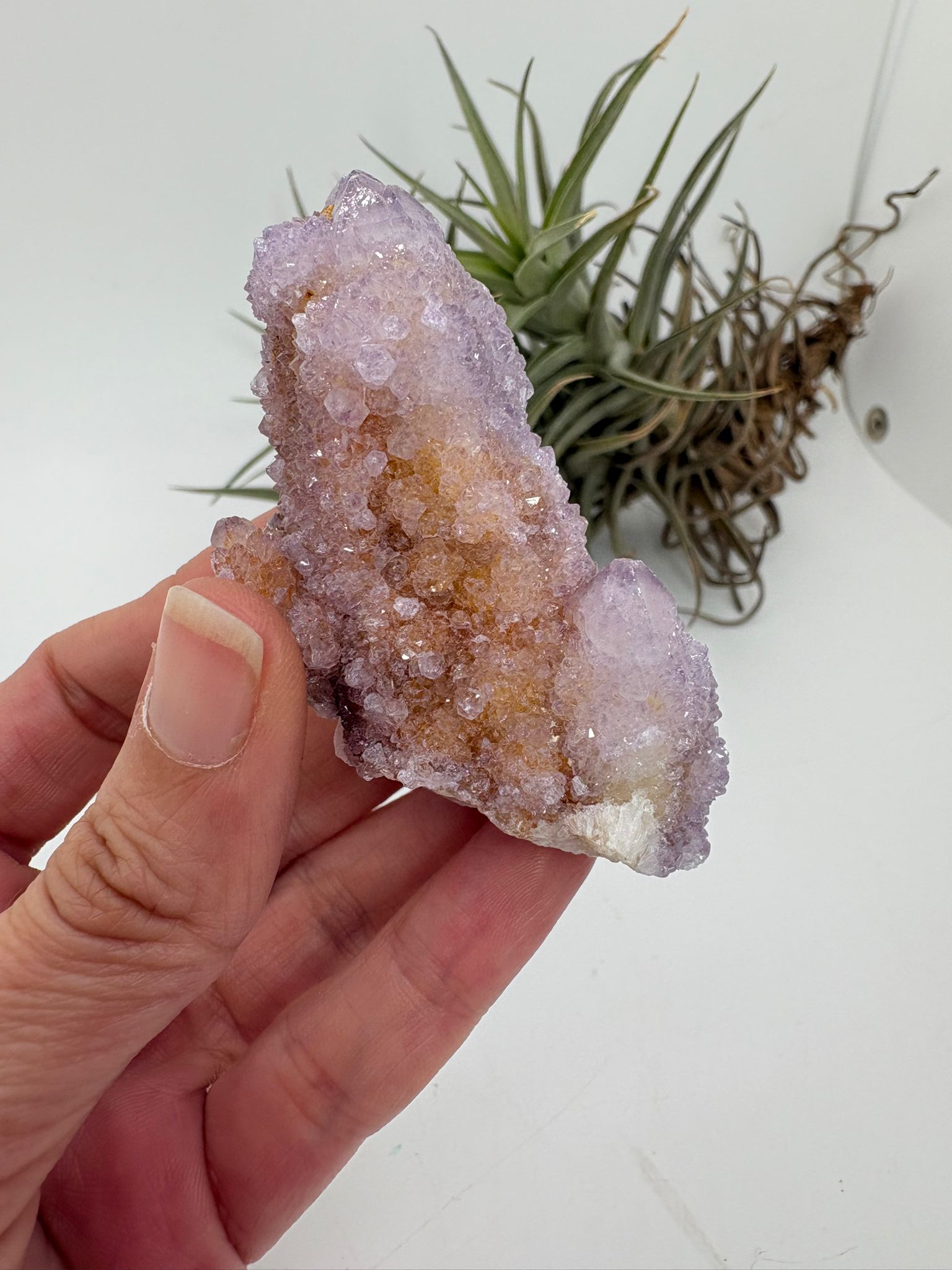 Amatista spirit o amatista cactus de Sudáfrica