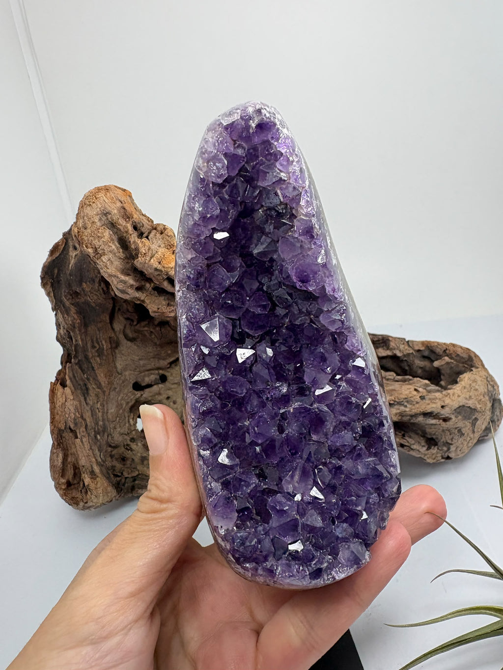 Preciosas drusas de amatista en tonos lila claro, con cristales que brillan al recibir la luz. Su contorno pulido y sus formas redondeadas enmarcan la zona de cristalización natural, haciendo que cada pieza sea diferente.

Ideales para decorar un rincón especial, regalar o añadir a tu colección de minerales.