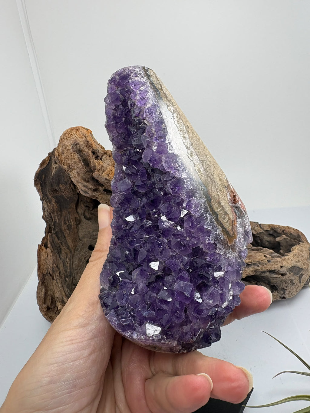 Preciosas drusas de amatista en tonos lila claro, con cristales que brillan al recibir la luz. Su contorno pulido y sus formas redondeadas enmarcan la zona de cristalización natural, haciendo que cada pieza sea diferente.