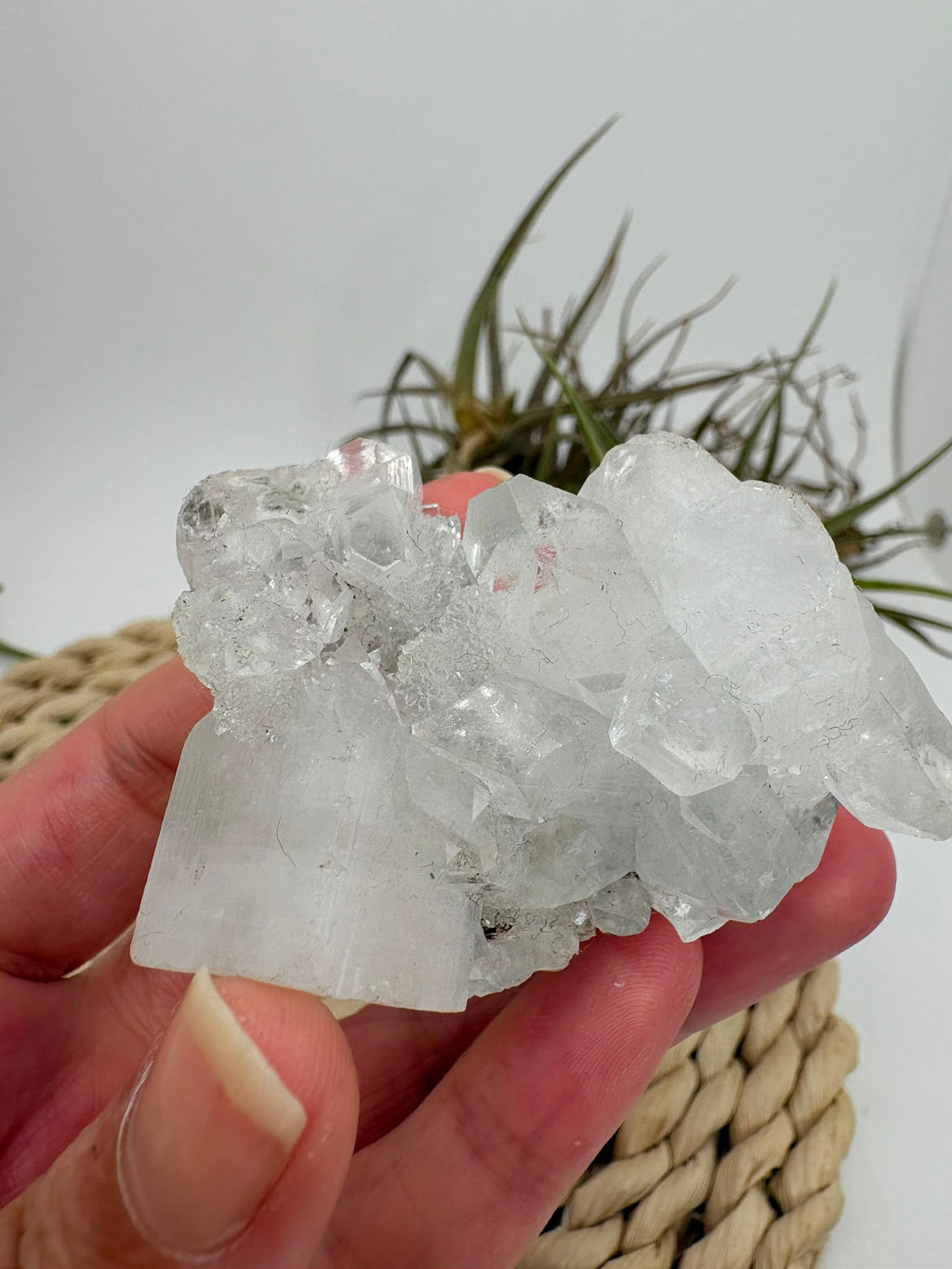 Preciosa formación de apofilita blanca natural procedente de la India, compuesta por cristales brillantes con formas geométricas y terminaciones naturales. Su transparencia, sus reflejos y su aspecto luminoso hacen que cada pieza sea completamente única.

La apofilita está considerada una piedra muy potente y espiritual. Se asocia especialmente con el chakra corona, favoreciendo su apertura y una conexión profunda con la energía espiritual. Se le atribuyen propiedades relacionadas con la intuición, la clari