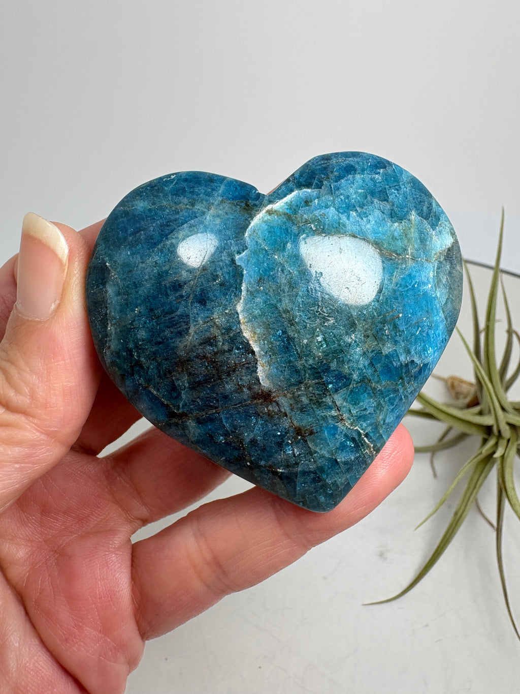 Corazón de apatito azul - foto 5