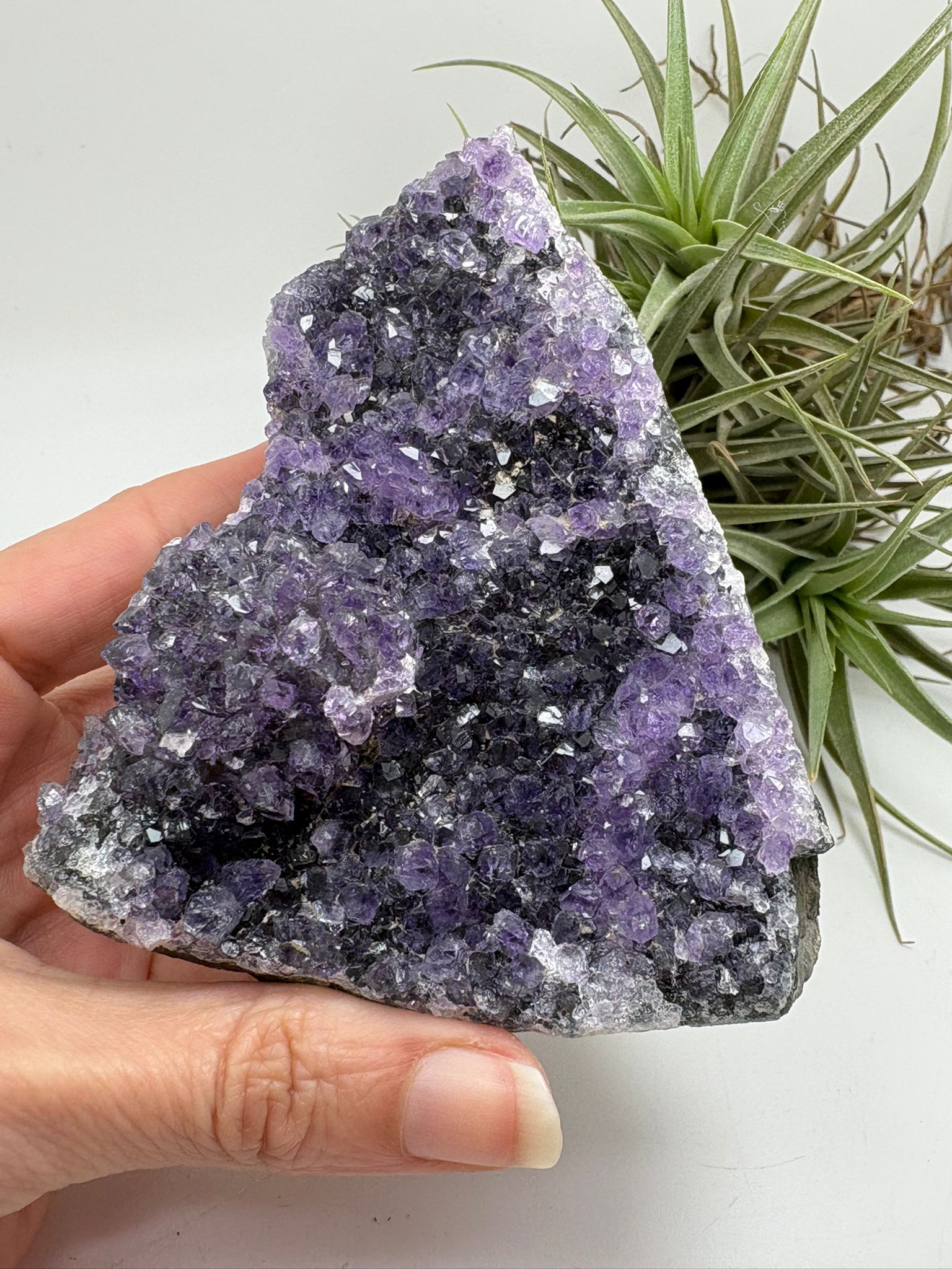 drusa de amatista natural de Brasil con cristales violetas brillantes.