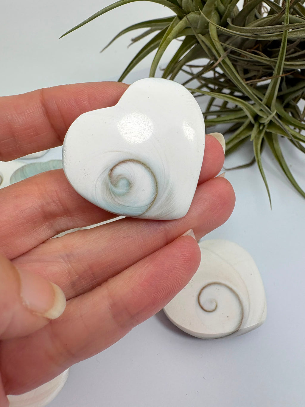 Corazón Ojo de Shiva natural de 3 × 3,2 cm. Amuleto marino asociado a la protección, la intuición, la paz interior y la buena suerte. Cada pieza es única.