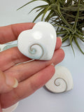 Corazón Ojo de Shiva natural de 3 × 3,2 cm. Amuleto marino asociado a la protección, la intuición, la paz interior y la buena suerte. Cada pieza es única.