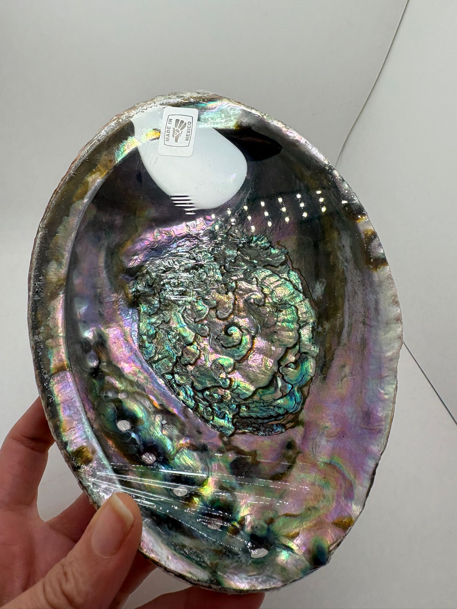 Concha de abalon natural de México con reflejos iridiscentes en tonos verdes, violetas y nacarados utilizada para rituales de limpieza energética