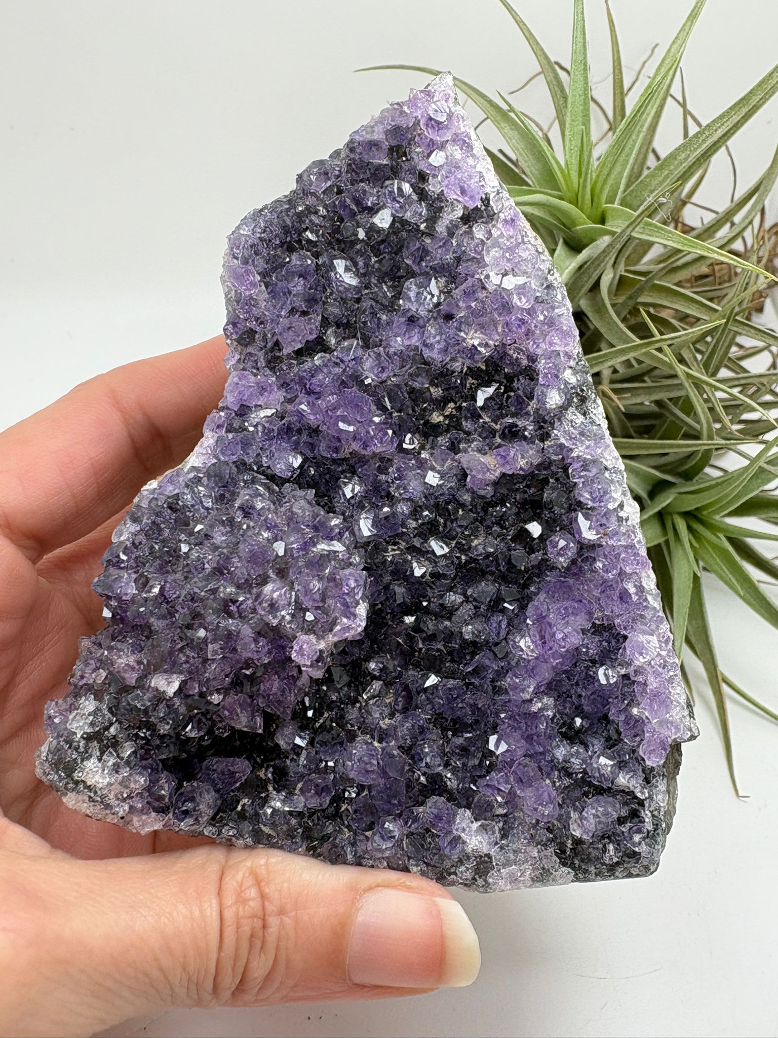 Drusa de Amatista Natural de Alta Calidad – 259 g

número A16

Medidas: 9 x 7,2 cm | Procedencia: Brasil

Conecta con la energía de la paz interior con esta hermosa drusa de amatista natural, de alta calidad, directamente desde Brasil. Su intenso color púrpura y la formación brillante de sus cristales hacen de esta pieza un tesoro único tanto para decoración como para trabajo energético.

✨ Propiedades espirituales y energéticas:
	•	La amatista es conocida por ser una piedra de protección, transmutación y e