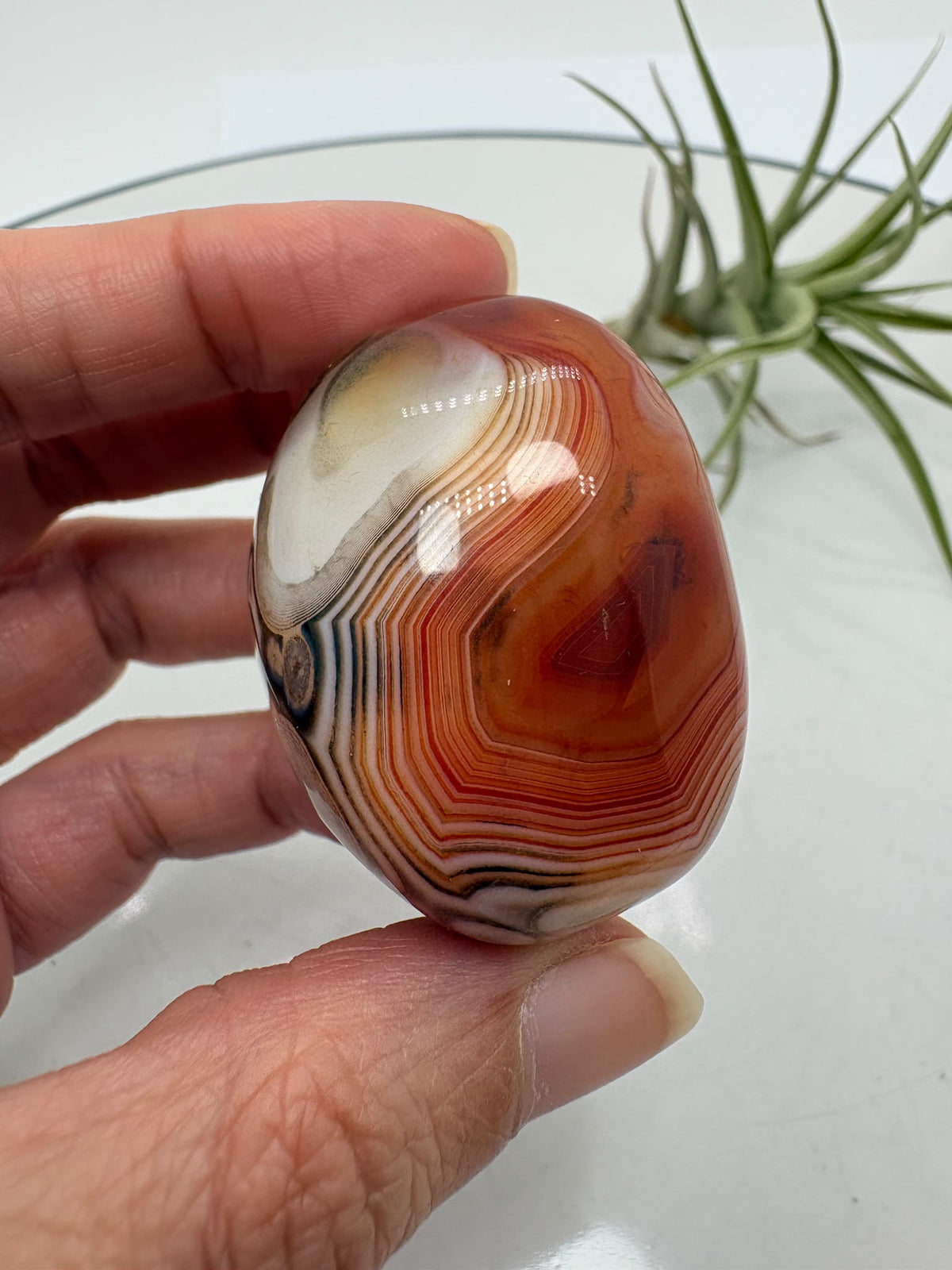 Ágata Sardónice natural procedente de Madagascar, cuidadosamente pulida para resaltar sus espectaculares bandas de tonos marrones, blancos, crema y negros.