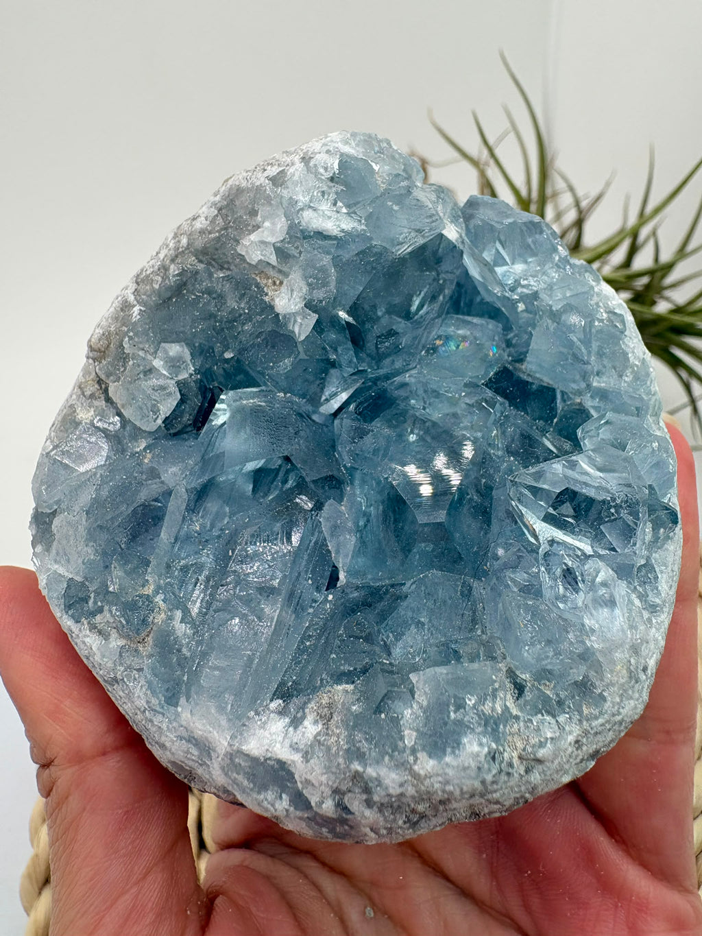 Celestina natural de Madagascar en drusa, de color azul celeste y cristales brillantes. Pieza única de 535 g para colección y decoración.