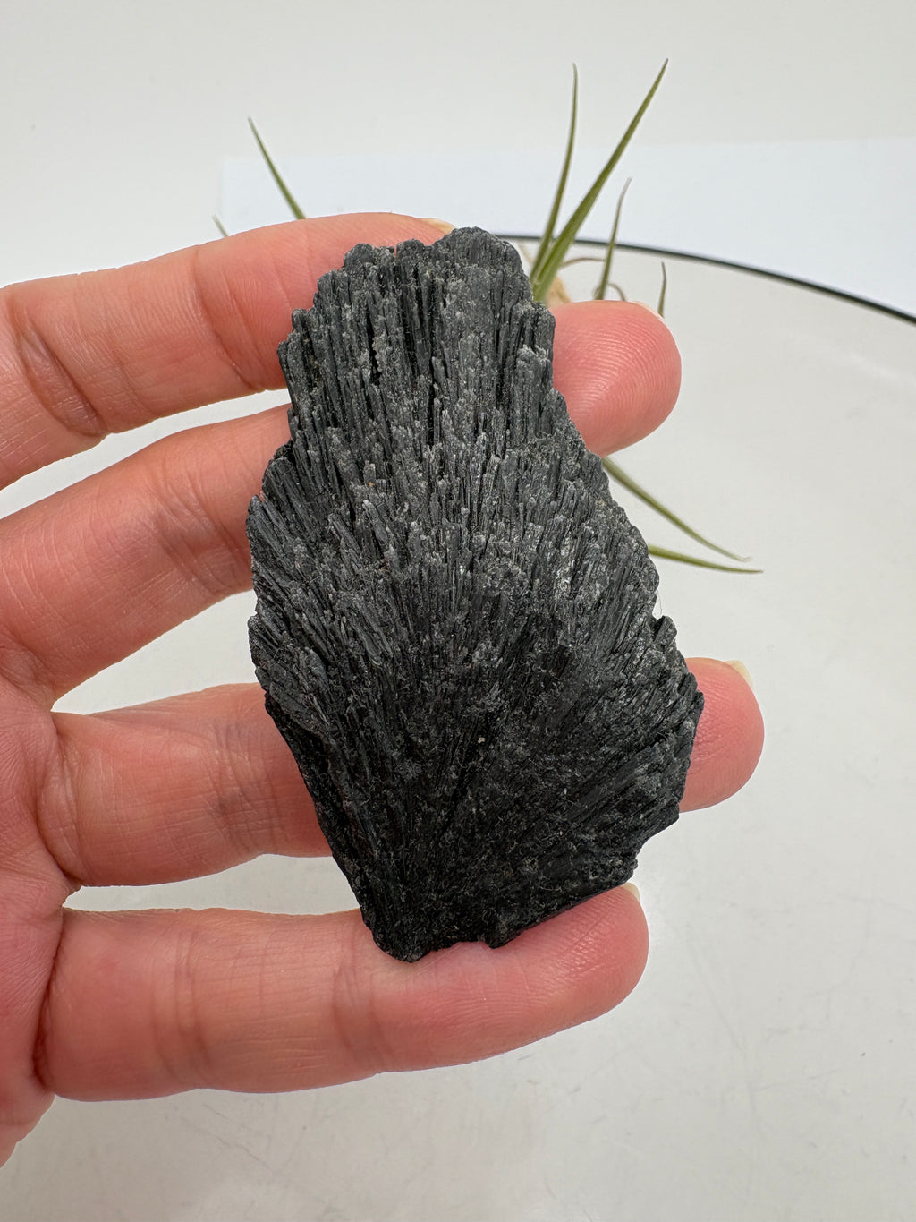 La cianita negra, conocida como «escoba de bruja», destaca por su forma de abanico y sus láminas alargadas, que recuerdan a una pequeña escoba. Su color negro y sus reflejos grisáceos dan a cada pieza un aspecto muy especial, conservando toda la belleza del mineral en bruto.