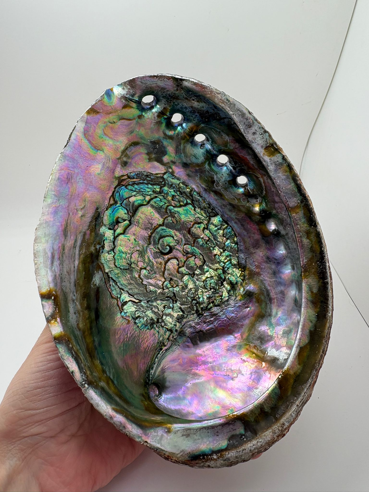 Concha de abalon natural de México con reflejos iridiscentes en tonos verdes, violetas y nacarados utilizada para rituales de limpieza energética