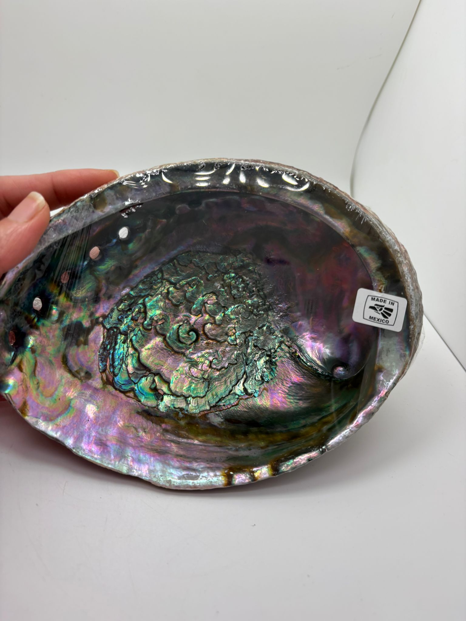 Concha de abalon natural de México con reflejos iridiscentes en tonos verdes, violetas y nacarados utilizada para rituales de limpieza energética