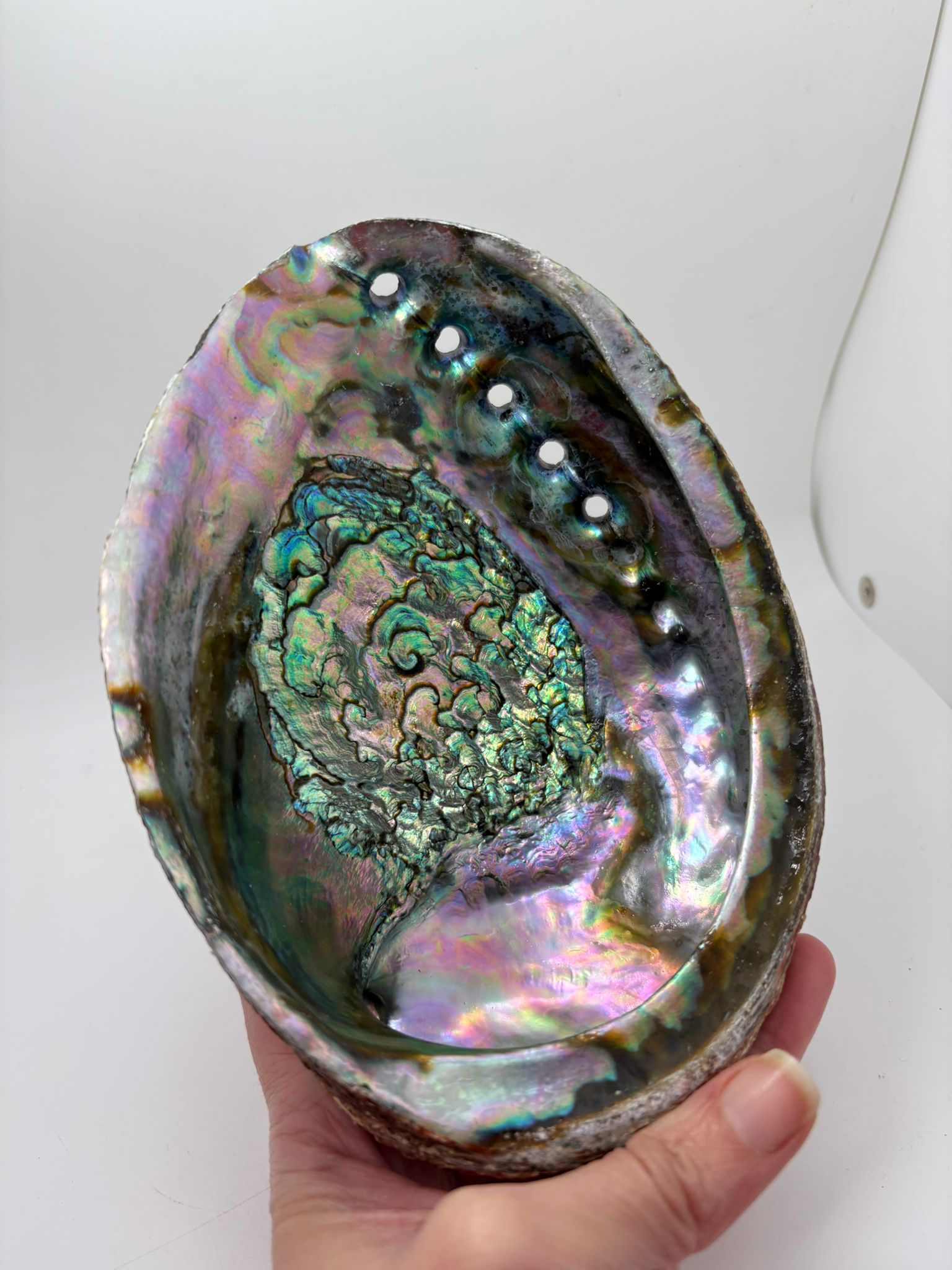 Concha de abalon natural de México con reflejos iridiscentes en tonos verdes, violetas y nacarados utilizada para rituales de limpieza energética