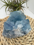 Celestina natural de Madagascar en drusa, de color azul celeste y cristales brillantes. Pieza única de 535 g para colección y decoración.