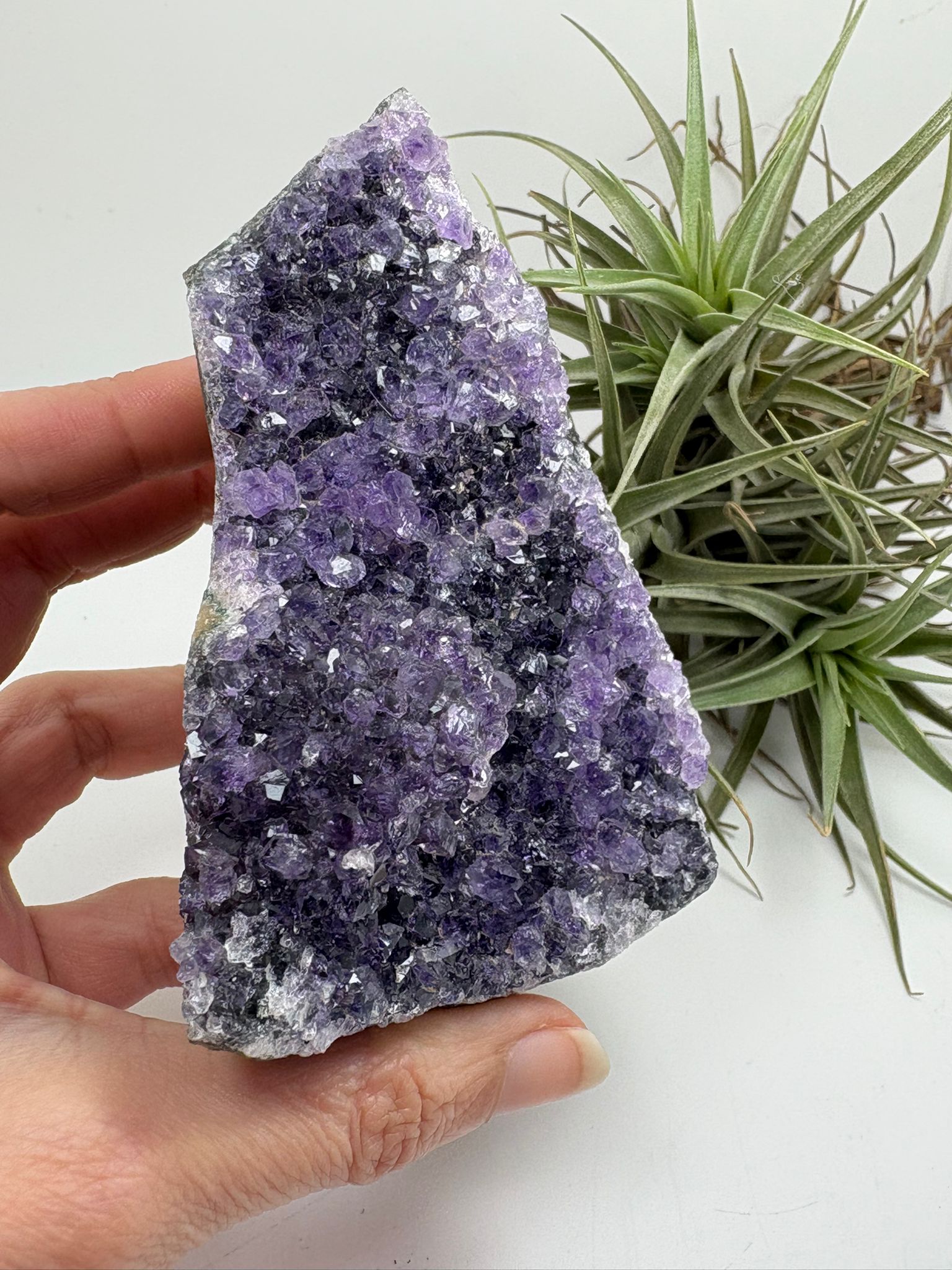 Drusa de Amatista Natural de Alta Calidad – 259 g

número A16

Medidas: 9 x 7,2 cm | Procedencia: Brasil

Conecta con la energía de la paz interior con esta hermosa drusa de amatista natural, de alta calidad, directamente desde Brasil. Su intenso color púrpura y la formación brillante de sus cristales hacen de esta pieza un tesoro único tanto para decoración como para trabajo energético.

✨ Propiedades espirituales y energéticas:
	•	La amatista es conocida por ser una piedra de protección, transmutación y e