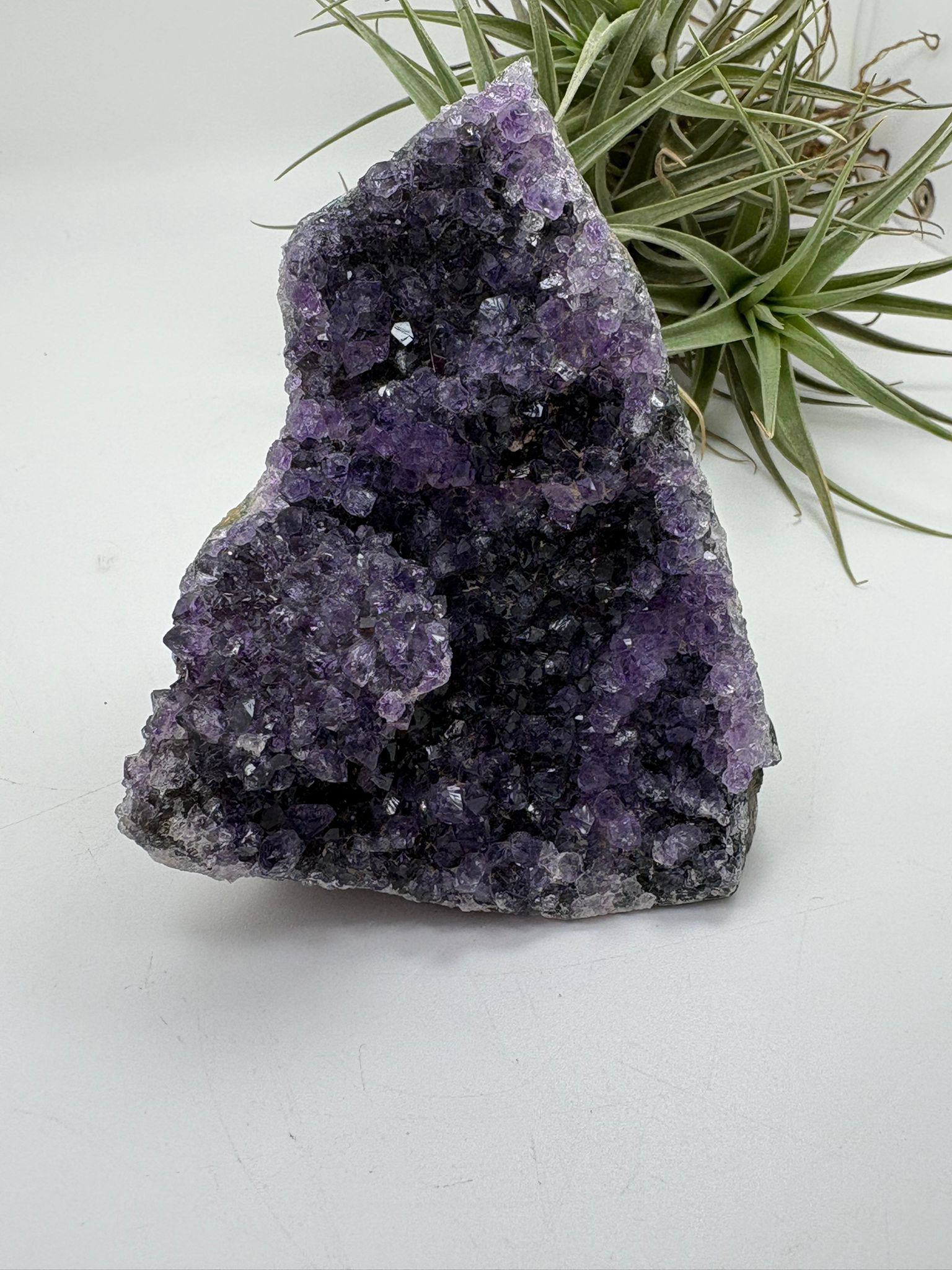 Drusa de Amatista Natural de Alta Calidad – 259 g

número A16

Medidas: 9 x 7,2 cm | Procedencia: Brasil

Conecta con la energía de la paz interior con esta hermosa drusa de amatista natural, de alta calidad, directamente desde Brasil. Su intenso color púrpura y la formación brillante de sus cristales hacen de esta pieza un tesoro único tanto para decoración como para trabajo energético.

✨ Propiedades espirituales y energéticas:
	•	La amatista es conocida por ser una piedra de protección, transmutación y e