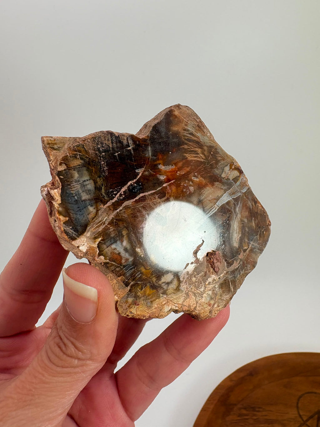 Xilópalo Natural Pulido – Madera Fosilizada