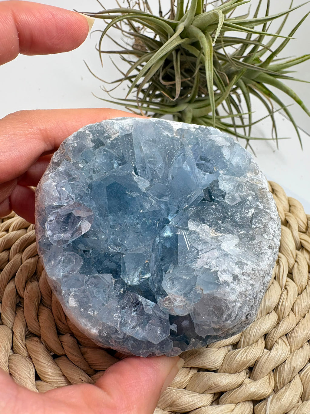 Celestina natural de Madagascar en drusa, de color azul celeste y cristales brillantes. Pieza única de 535 g para colección y decoración.