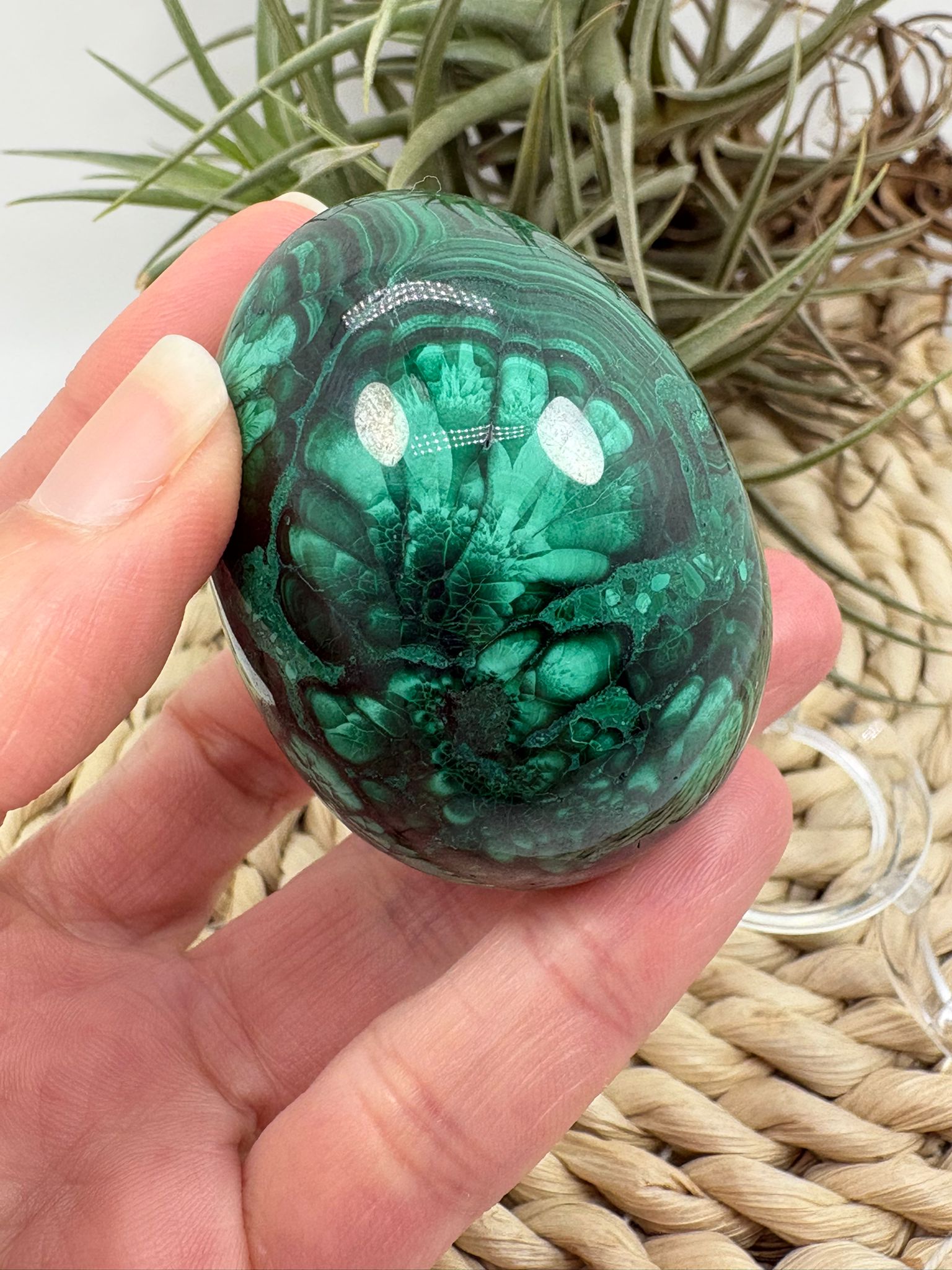 Huevo de malaquita fibrosa pulida con intensos tonos verdes y patrón natural único. Piedra de protección, transformación y energía profunda.