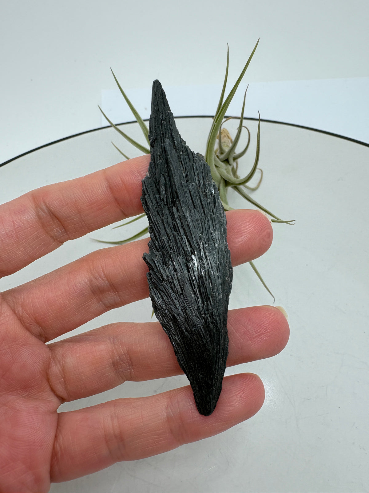 La cianita negra, conocida como «escoba de bruja», destaca por su forma de abanico y sus láminas alargadas, que recuerdan a una pequeña escoba. Su color negro y sus reflejos grisáceos dan a cada pieza un aspecto muy especial, conservando toda la belleza del mineral en bruto.