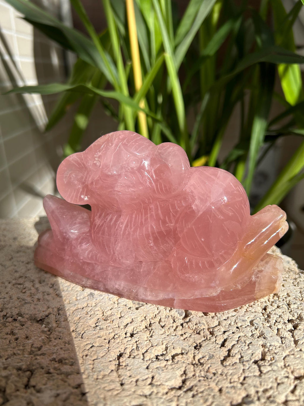 Precioso koala de cuarzo rosa de gran calidad. 
Tallado a mano con mucho detalle.

Se enviará la misma pieza.

Ideal oara decorar tu hogar y a la misma vez armonizar tu hogar, con las propiedades del cuarzo rosa.

El cuarzo rosa se a escogido de gran calidad y color. En alguna zona lleva alguna inclusión de hierro. Que le da un toque natural al cuarzo.

Tamaño 13 por 7,5 centímetros.

Peso 518 gramos.

Envío con número de seguimiento.