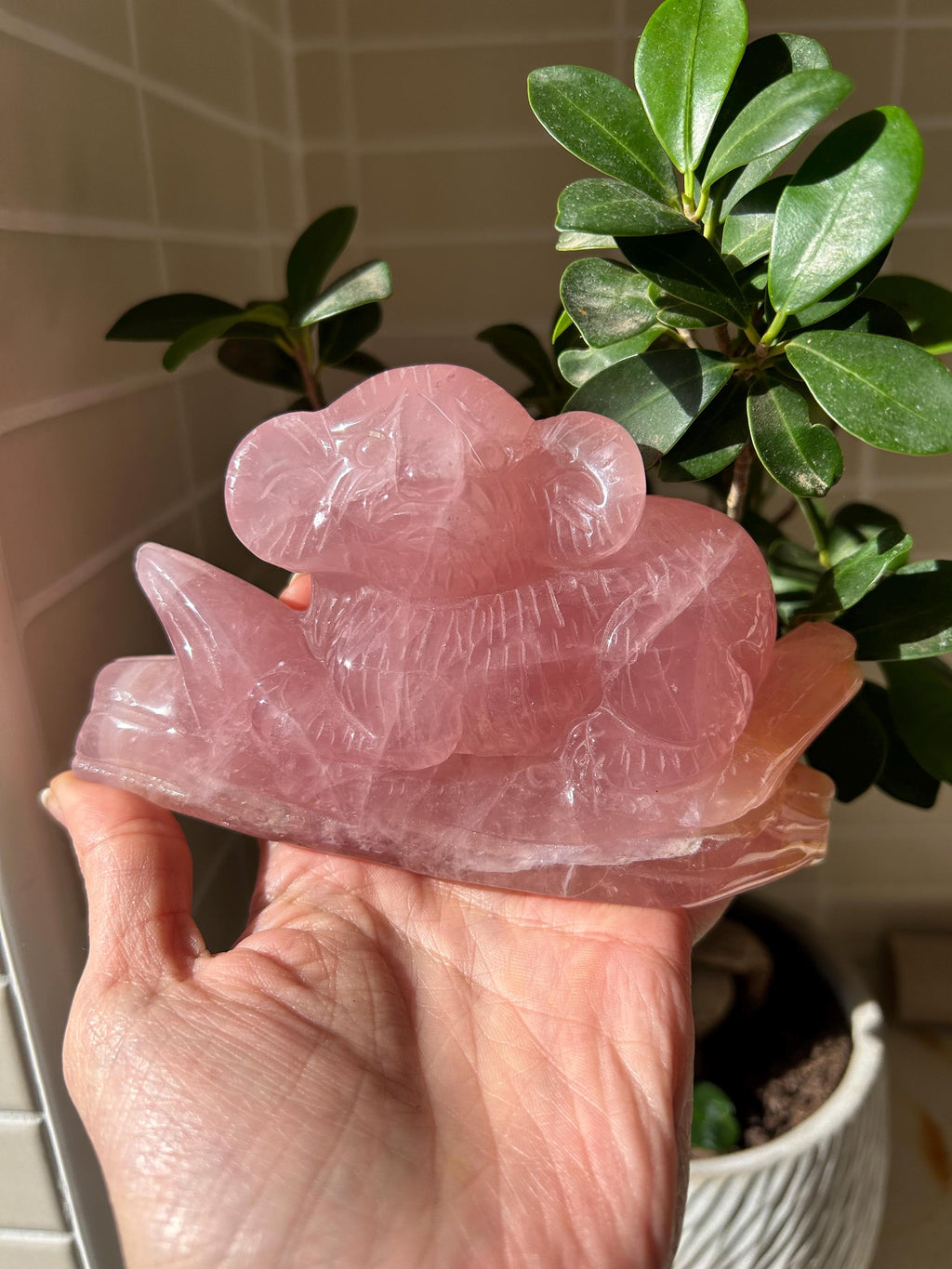 Precioso koala de cuarzo rosa de gran calidad. 
Tallado a mano con mucho detalle.

Se enviará la misma pieza.

Ideal oara decorar tu hogar y a la misma vez armonizar tu hogar, con las propiedades del cuarzo rosa.

El cuarzo rosa se a escogido de gran calidad y color. En alguna zona lleva alguna inclusión de hierro. Que le da un toque natural al cuarzo.

Tamaño 13 por 7,5 centímetros.

Peso 518 gramos.

Envío con número de seguimiento.