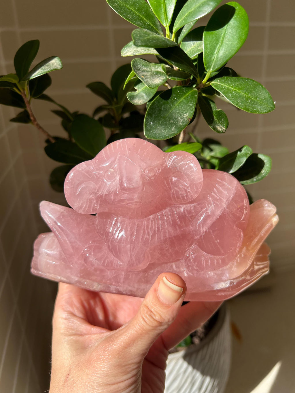 Precioso koala de cuarzo rosa de gran calidad. 
Tallado a mano con mucho detalle.

Se enviará la misma pieza.

Ideal oara decorar tu hogar y a la misma vez armonizar tu hogar, con las propiedades del cuarzo rosa.

El cuarzo rosa se a escogido de gran calidad y color. En alguna zona lleva alguna inclusión de hierro. Que le da un toque natural al cuarzo.

Tamaño 13 por 7,5 centímetros.

Peso 518 gramos.

Envío con número de seguimiento.