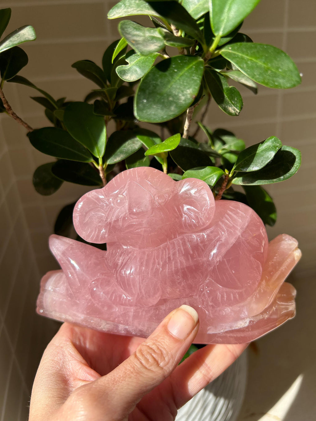Precioso koala de cuarzo rosa de gran calidad. 
Tallado a mano con mucho detalle.

Se enviará la misma pieza.

Ideal oara decorar tu hogar y a la misma vez armonizar tu hogar, con las propiedades del cuarzo rosa.

El cuarzo rosa se a escogido de gran calidad y color. En alguna zona lleva alguna inclusión de hierro. Que le da un toque natural al cuarzo.

Tamaño 13 por 7,5 centímetros.

Peso 518 gramos.

Envío con número de seguimiento.
