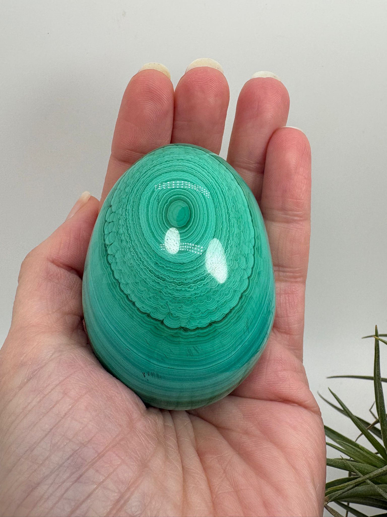 Huevo de malaquita fibrosa pulida con intensos tonos verdes y patrón natural único. Piedra de protección, transformación y energía profunda.
