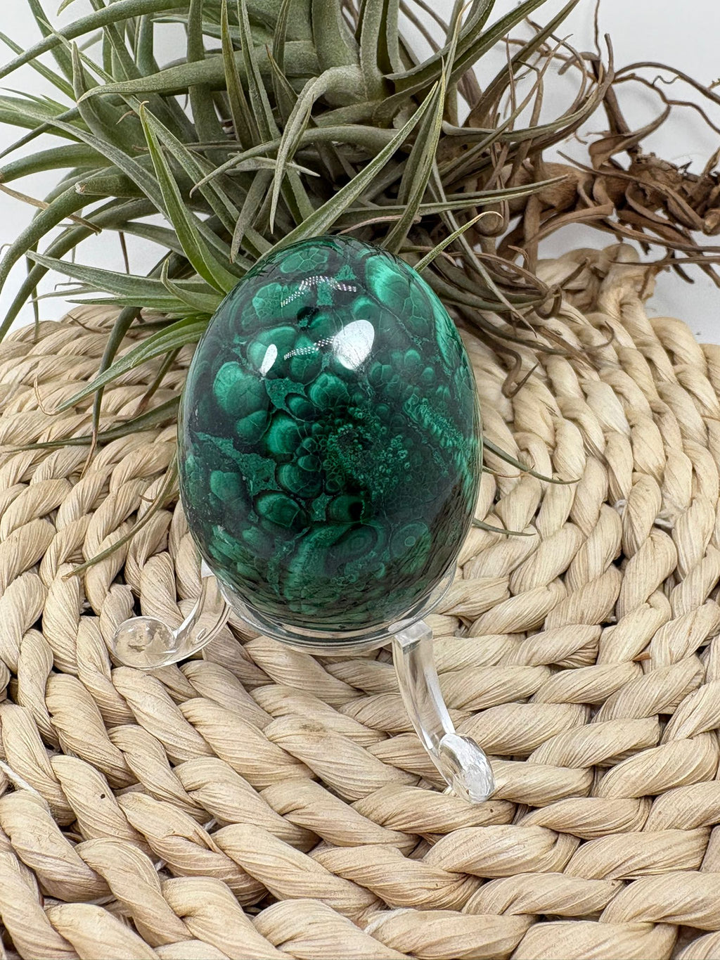 Huevo de malaquita fibrosa pulida con intensos tonos verdes y patrón natural único. Piedra de protección, transformación y energía profunda.