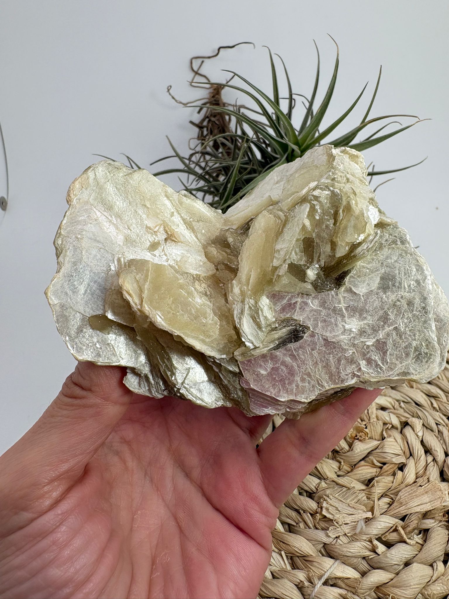 La mica amarilla natural destaca por su brillo nacarado y sus características láminas translúcidas que reflejan la luz con suaves tonos dorados y miel. Esta pieza en matriz conserva su formación natural, mostrando las estructuras laminadas típicas de este fascinante mineral.

La mica pertenece a un grupo de minerales conocidos por su capacidad de separarse en finas capas, una característica que le aporta un aspecto único y muy apreciado por coleccionistas y amantes de los minerales. Sus reflejos brillantes 