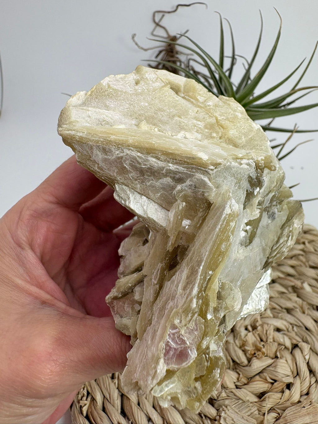 La mica amarilla natural destaca por su brillo nacarado y sus características láminas translúcidas que reflejan la luz con suaves tonos dorados y miel. Esta pieza en matriz conserva su formación natural, mostrando las estructuras laminadas típicas de este fascinante mineral.

La mica pertenece a un grupo de minerales conocidos por su capacidad de separarse en finas capas, una característica que le aporta un aspecto único y muy apreciado por coleccionistas y amantes de los minerales. Sus reflejos brillantes 