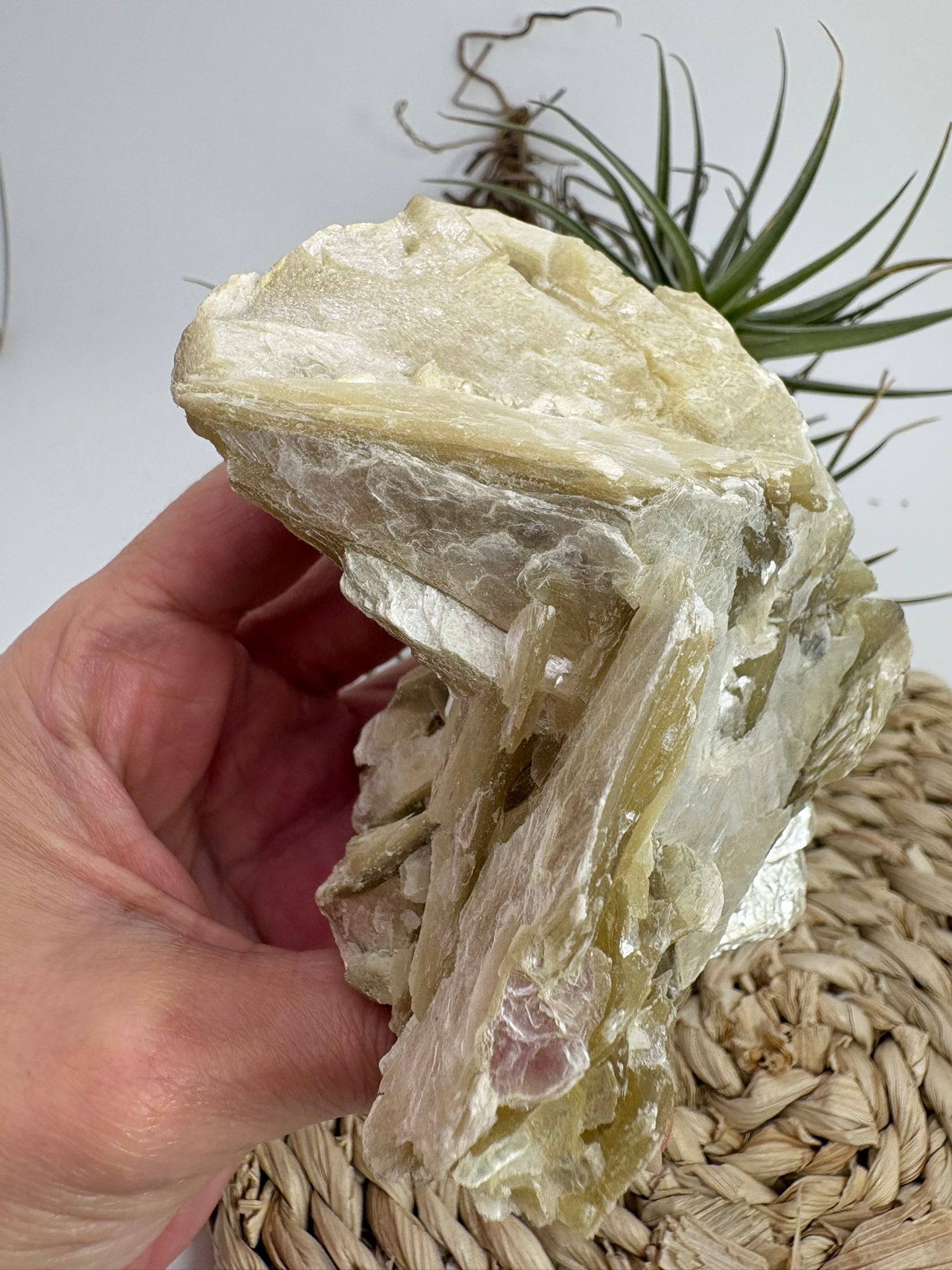 La mica amarilla natural destaca por su brillo nacarado y sus características láminas translúcidas que reflejan la luz con suaves tonos dorados y miel. Esta pieza en matriz conserva su formación natural, mostrando las estructuras laminadas típicas de este fascinante mineral.

La mica pertenece a un grupo de minerales conocidos por su capacidad de separarse en finas capas, una característica que le aporta un aspecto único y muy apreciado por coleccionistas y amantes de los minerales. Sus reflejos brillantes 