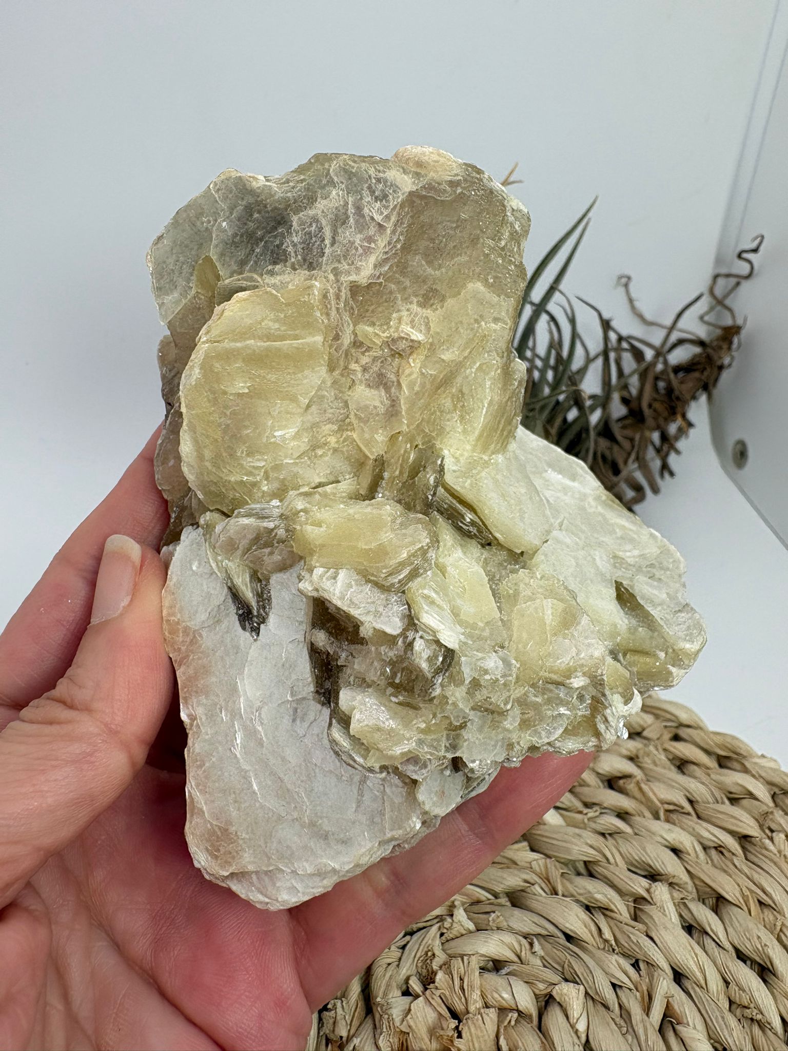 La mica amarilla natural destaca por su brillo nacarado y sus características láminas translúcidas que reflejan la luz con suaves tonos dorados y miel. Esta pieza en matriz conserva su formación natural, mostrando las estructuras laminadas típicas de este fascinante mineral.

La mica pertenece a un grupo de minerales conocidos por su capacidad de separarse en finas capas, una característica que le aporta un aspecto único y muy apreciado por coleccionistas y amantes de los minerales. Sus reflejos brillantes 