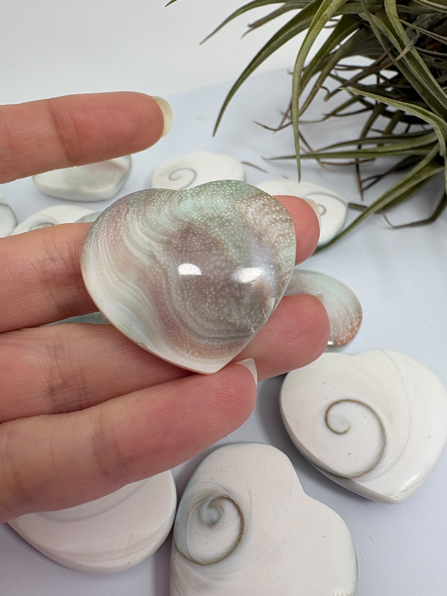 Corazón Ojo de Shiva natural de 3 × 3,2 cm. Amuleto marino asociado a la protección, la intuición, la paz interior y la buena suerte. Cada pieza es única.