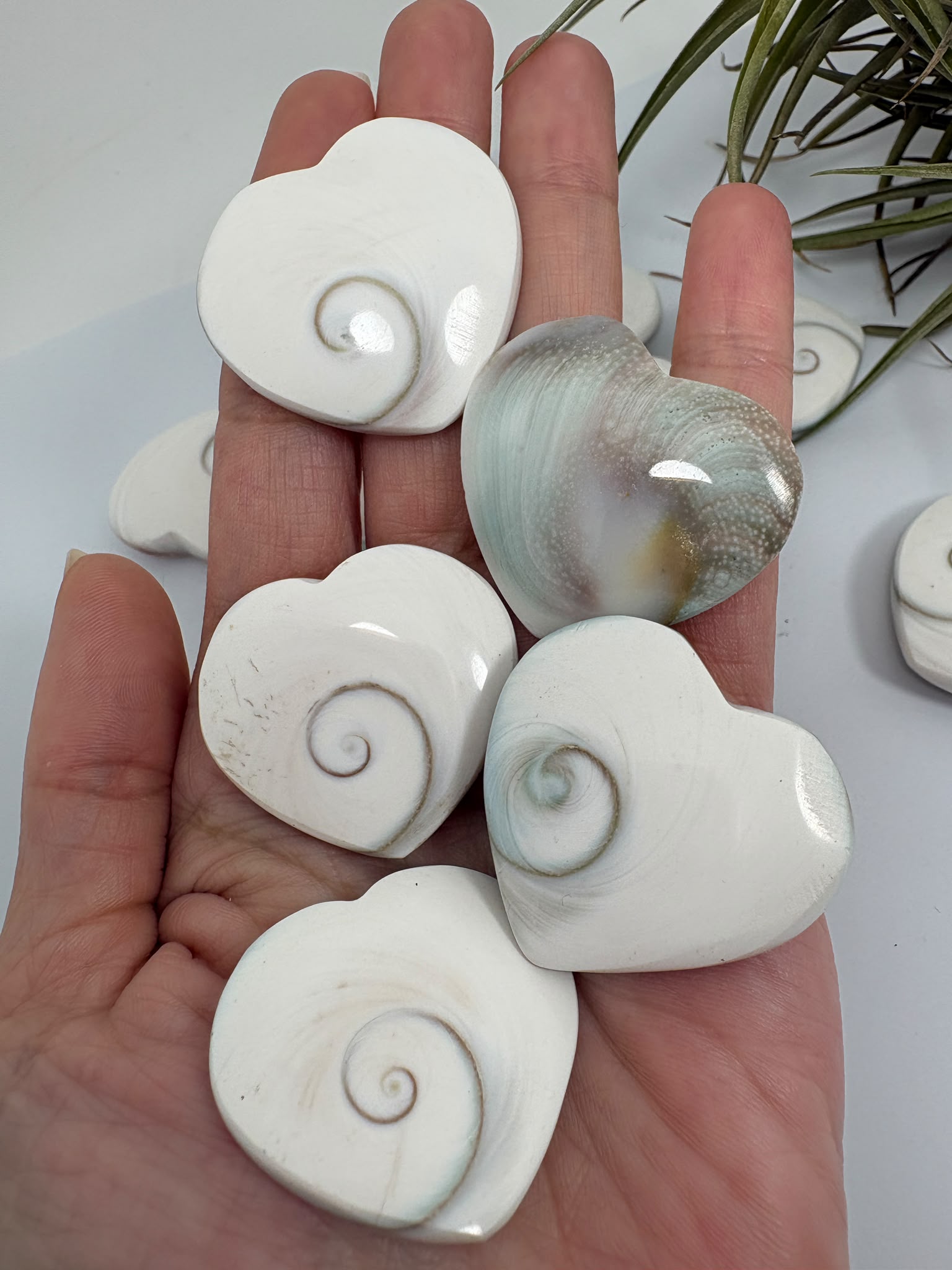 Corazón Ojo de Shiva natural de 3 × 3,2 cm. Amuleto marino asociado a la protección, la intuición, la paz interior y la buena suerte. Cada pieza es única.