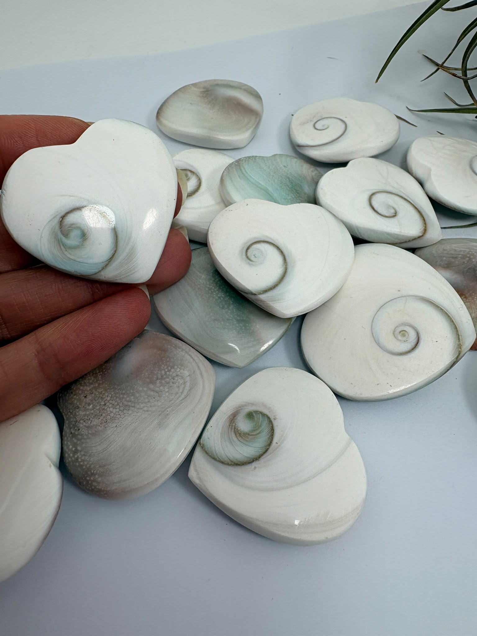 Corazón Ojo de Shiva natural de 3 × 3,2 cm. Amuleto marino asociado a la protección, la intuición, la paz interior y la buena suerte. Cada pieza es única.