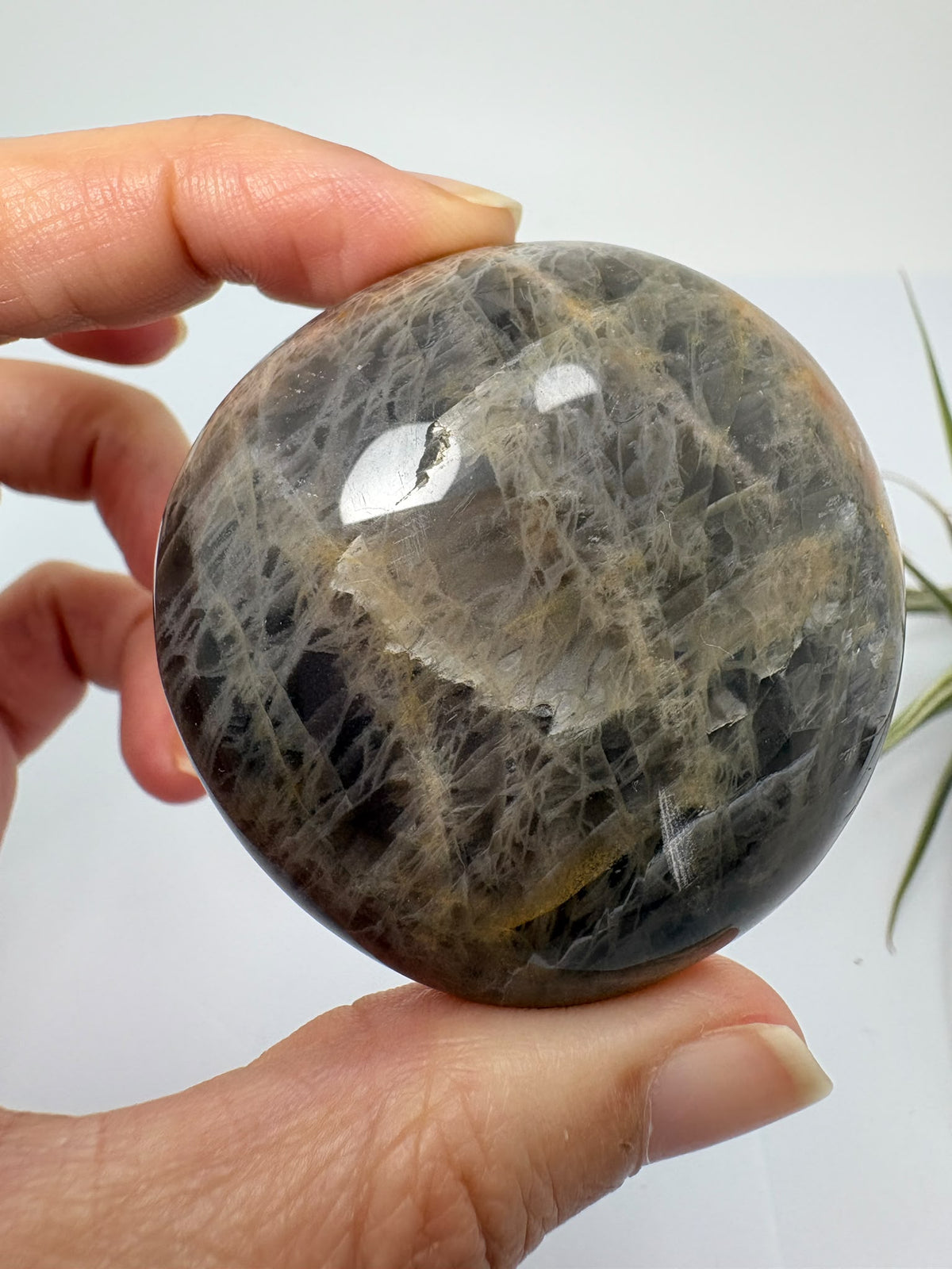 Descubre esta palmstone de adularia negra de Madagascar, con tonos oscuros y vetas naturales. Una pieza única pulida para tu colección.