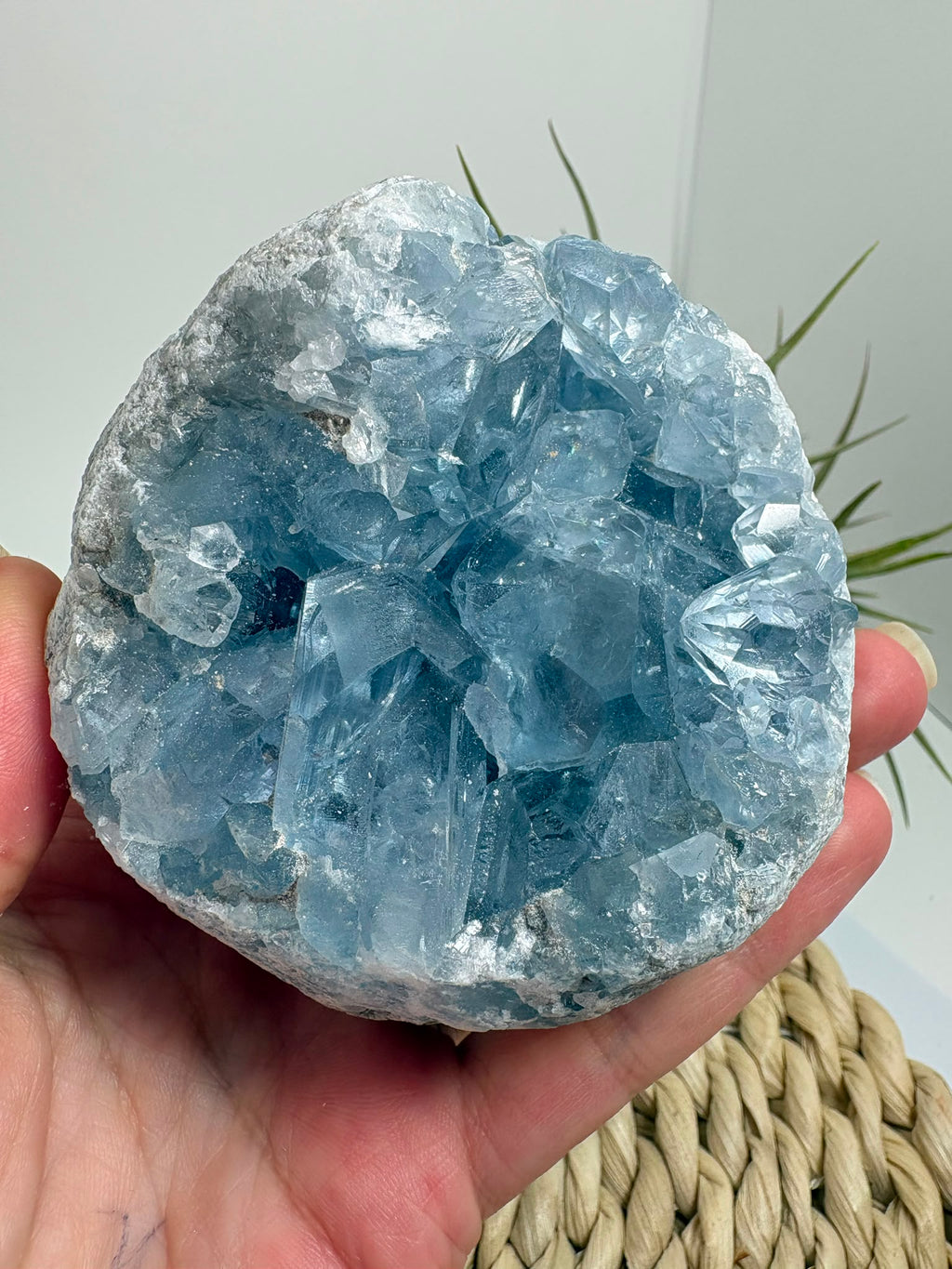 Celestina natural de Madagascar en drusa, de color azul celeste y cristales brillantes. Pieza única de 535 g para colección y decoración.