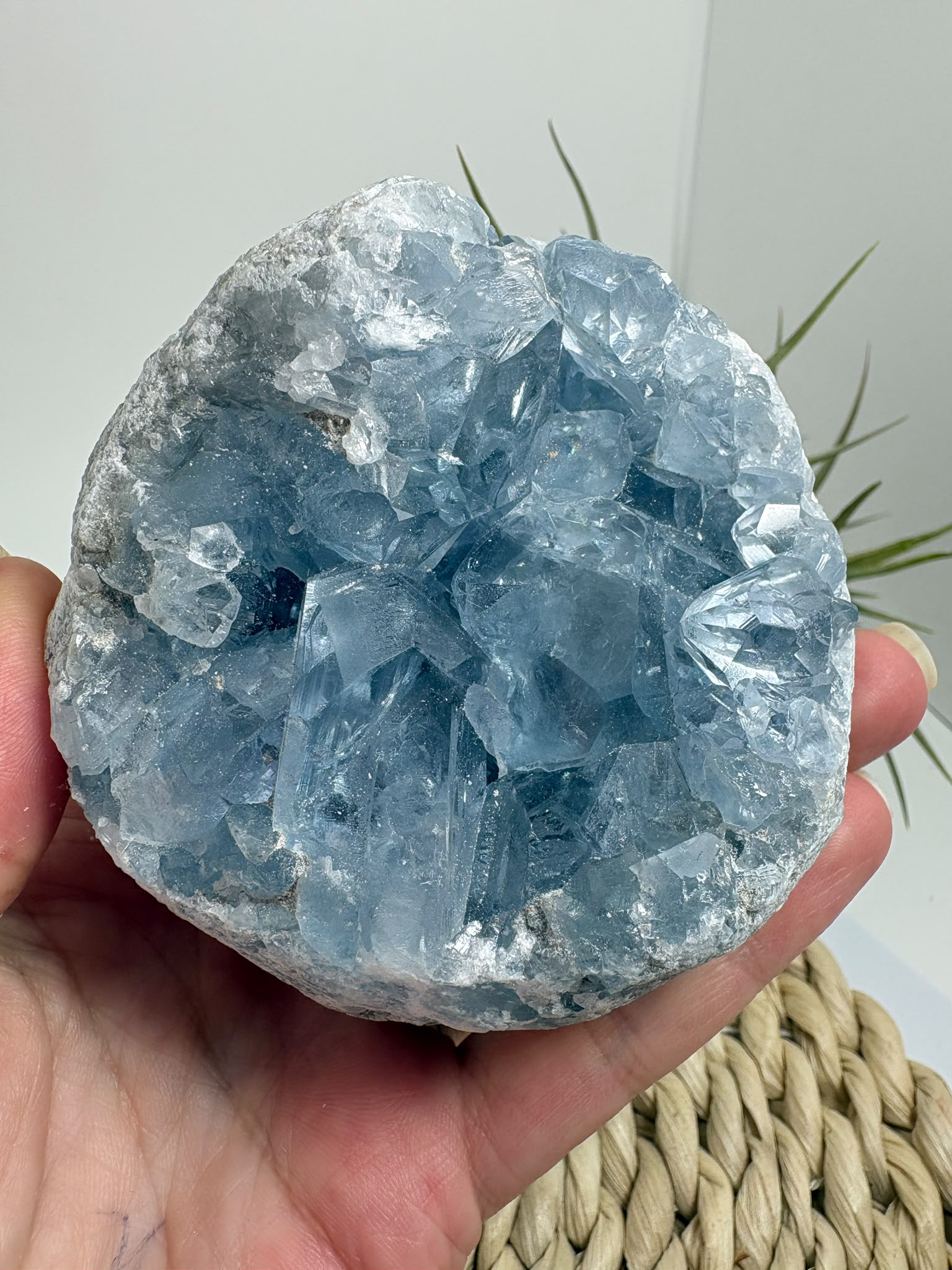 Celestina natural de Madagascar en drusa, de color azul celeste y cristales brillantes. Pieza única de 535 g para colección y decoración.
