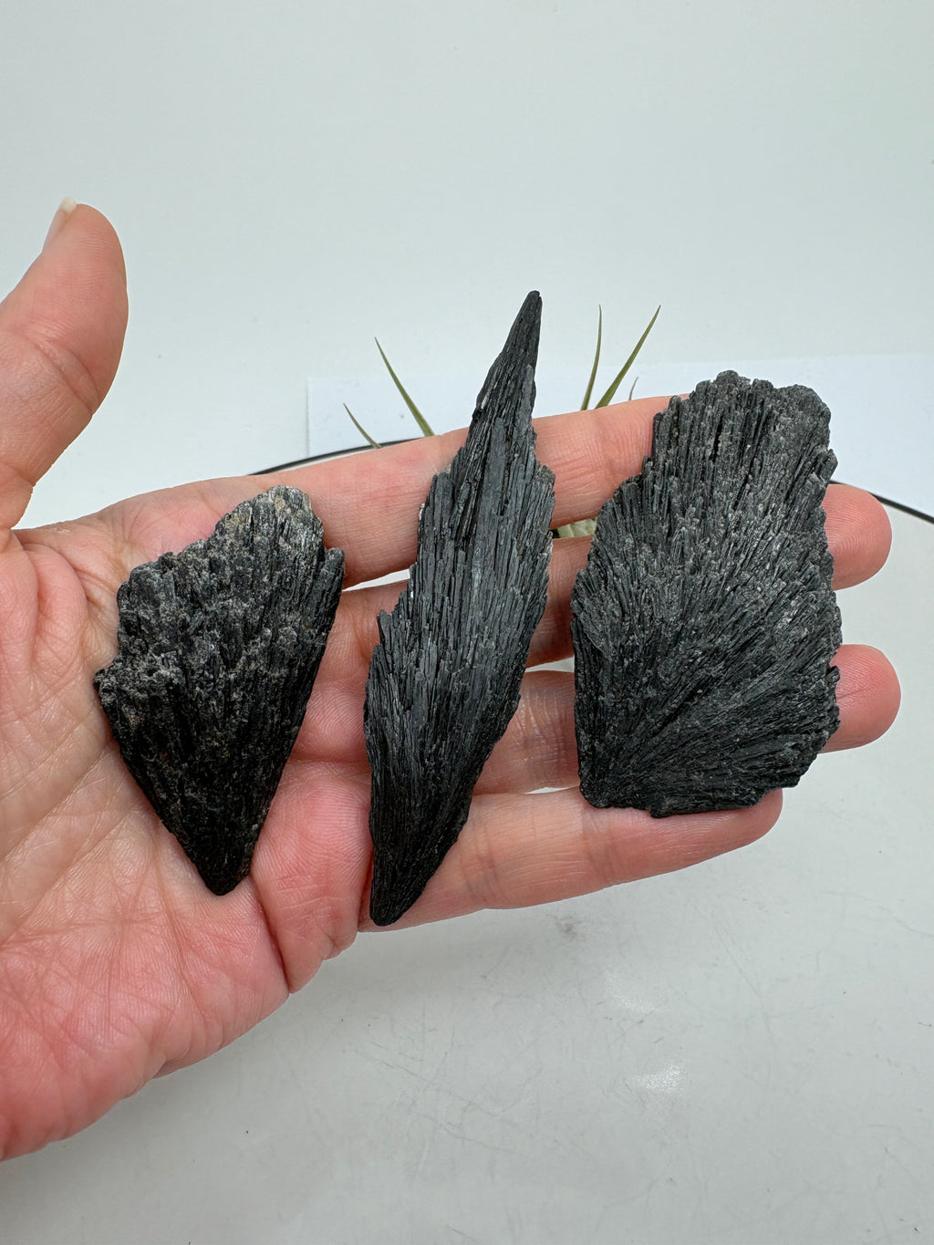 La cianita negra, conocida como «escoba de bruja», destaca por su forma de abanico y sus láminas alargadas, que recuerdan a una pequeña escoba. Su color negro y sus reflejos grisáceos dan a cada pieza un aspecto muy especial, conservando toda la belleza del mineral en bruto.