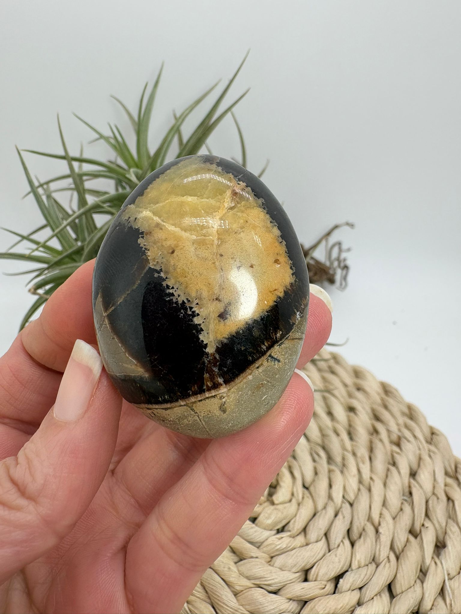 Palmstone de septaria natural. Piedra de equilibrio, protección y conexión con la tierra. Ideal para meditación y estabilidad emocional.
