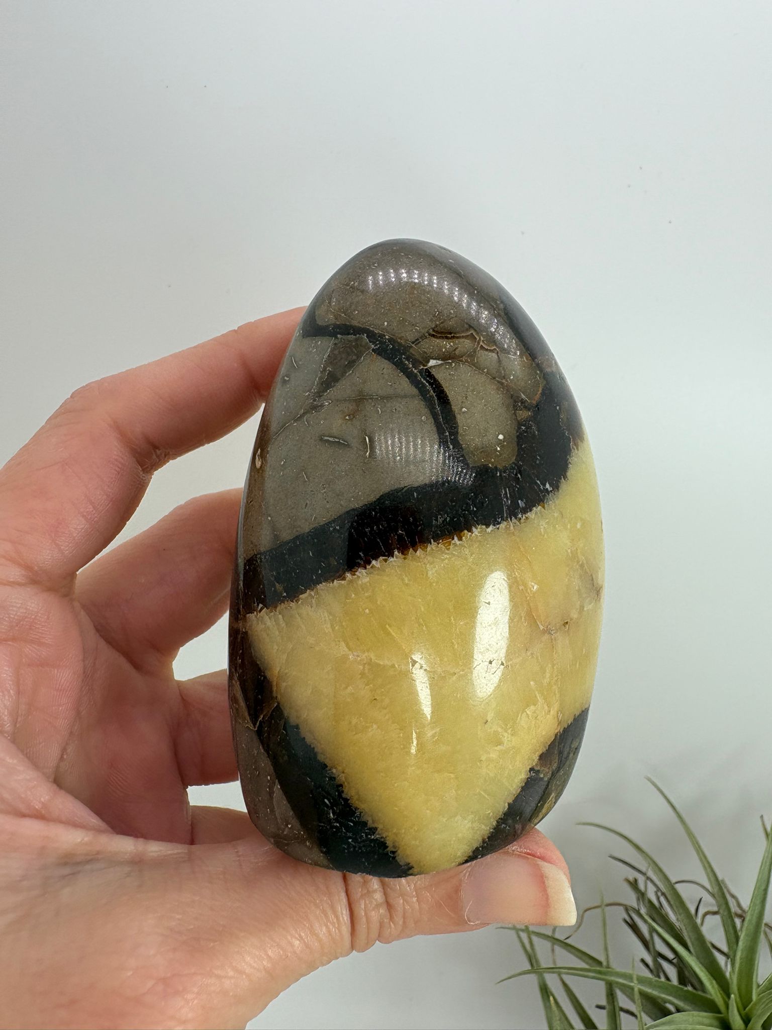 Septaria pulida en forma libre, piedra natural de equilibrio y conexión con la tierra. Ideal para decoración, bienestar y colección de minerales.